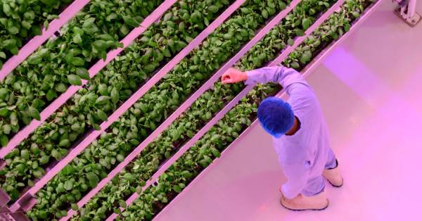 Canadian vertical farm boosts production, supports sustainability goals with cloud data analytics
